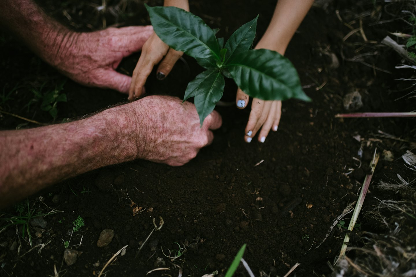 Two pairs of hands planting a small green seedling in soil.